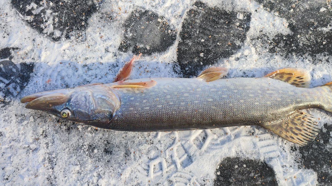 Щука, думали крупняк, но средняя смотреть онлайн