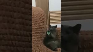 Кошачья разминка