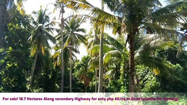 For Sale! 18.7 Hectares along Highway for only php 60/sq.m, very good for farming! смотреть онлайн