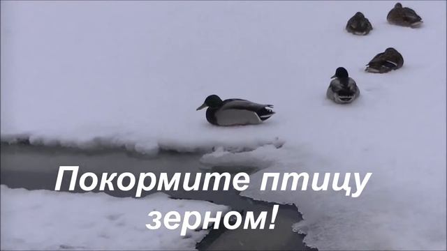 Утки на озере рядом с метро Чертаново. смотреть онлайн
