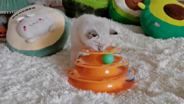 Котенок рэгдолл, Чарли. 2 месяца. Питомник SweetDolls. смотреть онлайн