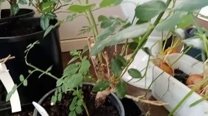 Важная разница между привитыми и корнесобственными розами