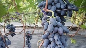 Виноград Днепровский сувенир (Калугин В. М.) виноградник Король В. Н. г. Краснодар.