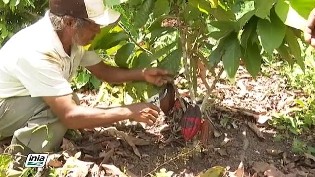 PLAGAS Y ENFERMEDADES DEL CULTIVO DE CACAO смотреть онлайн