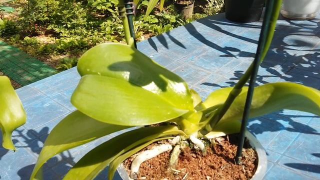 Мои орхидеи Лиодоро и Биондоро. смотреть онлайн