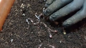 Триходерма. Борьба с гибелью червя. Часть 3.