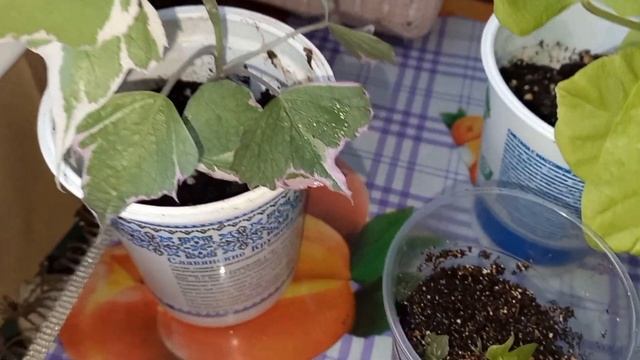 ?ИПОМЕЯ БАТАТ.Черенкование,✂️посадка??и какие-то чудеса!✨️#ипомеябатат #комнатныерастения смотреть онлайн