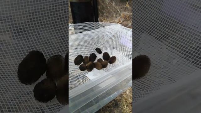 Рождение "Породистых" пиявок, 1 октября 2022 г. смотреть онлайн