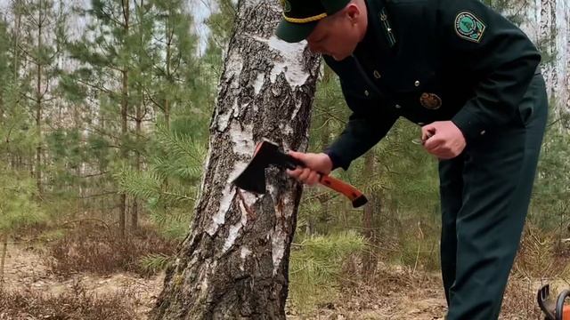Правильная подсочка березы ? смотреть онлайн