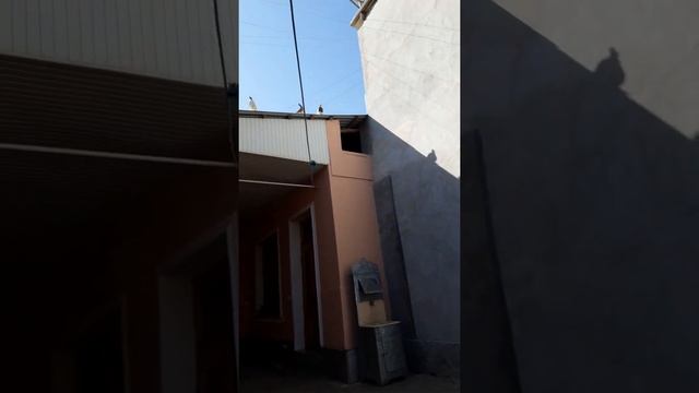 САМАРКАНДСКИЙ ГОЛУБЕВОД ДЕРЖИТ РАЗНЫЕ ПОРОДЫ ГОЛУБЕЙ смотреть онлайн