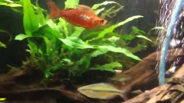 Glossolepis Incisus Red Rainbows смотреть онлайн