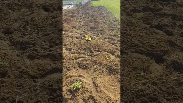 Выращивание Амаранта 2022 смотреть онлайн