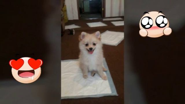 Моя первая собака Персей ♡ 😊🐶 смотреть онлайн