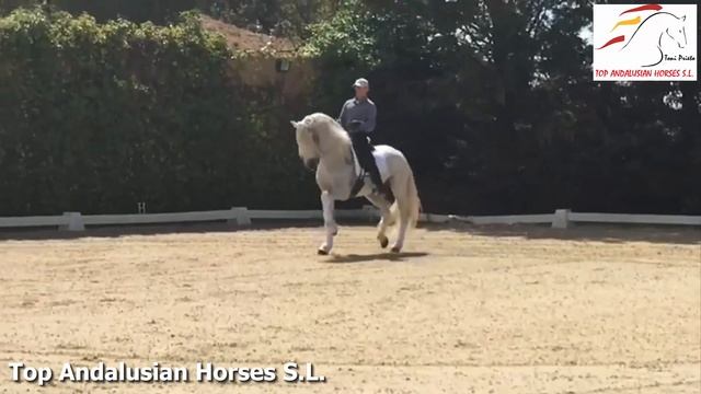 CODE [71] SALINERO - HIGH QUALITY ANDALUSIAN DRESSAGE STALLION смотреть онлайн