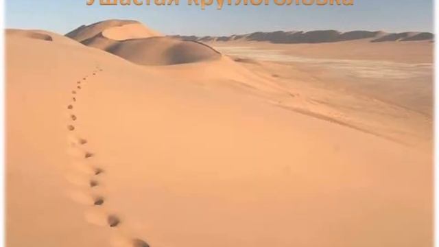 Презентация к проекту "Пустыни России" смотреть онлайн