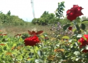 Сульгия Гаджиева - Диде (лезгинская песня)