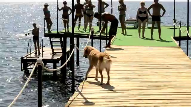 Собака в море ныряка смотреть онлайн