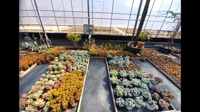 Succulent plant farm 다육식물농장 смотреть онлайн
