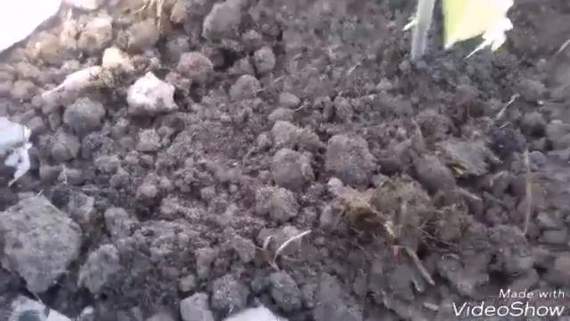 Посадка томатов в теплицу смотреть онлайн