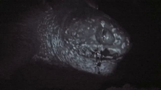 Sea Turtle Nesting Video смотреть онлайн
