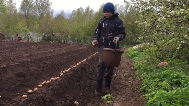 Посадка картофеля в Ленинградской области смотреть онлайн