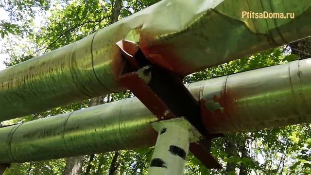Воробей поселился в зоопарке смотреть онлайн