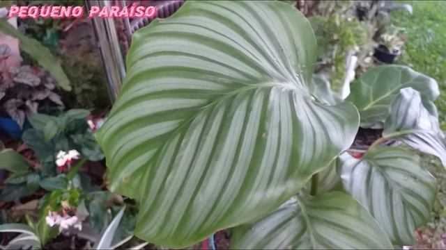 Calathea Orbifolia(Goeppertia orbifolia) смотреть онлайн