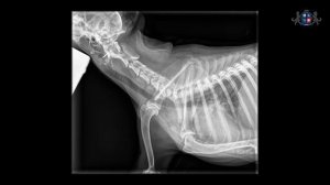 Урок 10. Укладка животного при рентгенографии пояса грудных конечностей. Лопатка