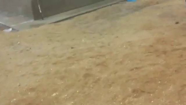 Молодая собака 3поездки Айтжана Алибекова смотреть онлайн