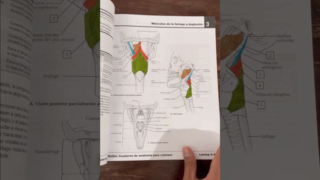 Netter (sistema esquelético y muscular) смотреть онлайн