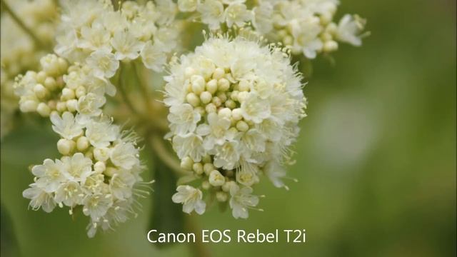 Canon Comparison: Powershot SX260HS VS EOS Rebel T2i смотреть онлайн
