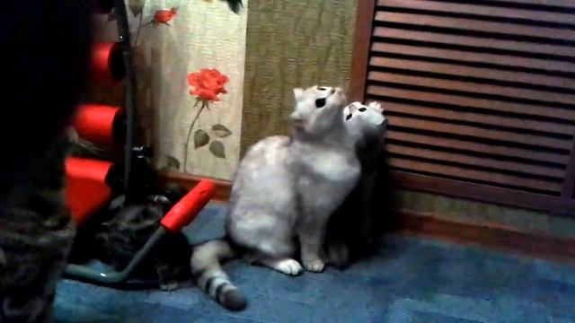 Кошка шотландская сидит как человек и играет с детками смотреть онлайн