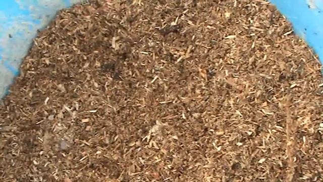 Виноград. Грунт для выращивания вегетирующих саженцев смотреть онлайн