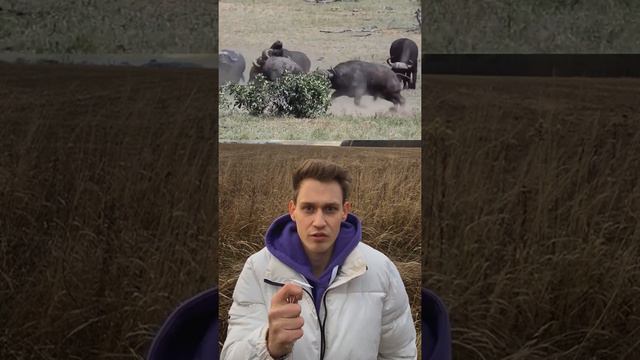 Самые опасные и устрашающие животные 8 Часть😱❌ смотреть онлайн