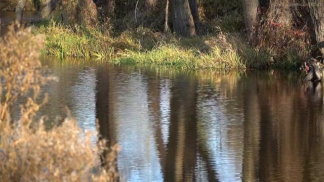 Журчание воды. Успокаивающие звуки. Лесная река. Осень смотреть онлайн