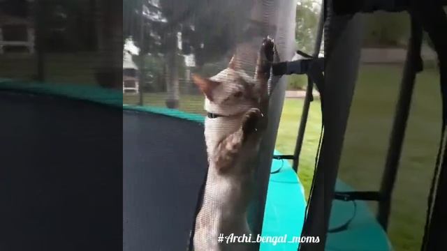 Deckkater.Bengal snow seal lynx.Kitten.Интересные истории с бенгалами.Бенгал.Снежный бенгал.Котята смотреть онлайн