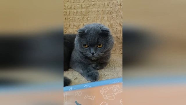 Про театр ? #scottishfold #catsworld #cats смотреть онлайн