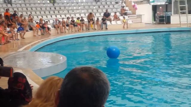 ОГРОМНЫЙ БЕЛЫЙ КИТ.Белуха.#ДЕЛЬФИНАРИЙ. #Видео для детей смотреть онлайн