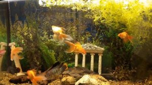 Бирюзовые акары. Приобретать или нет? #Цихлиды #Акара #Бирюзовая