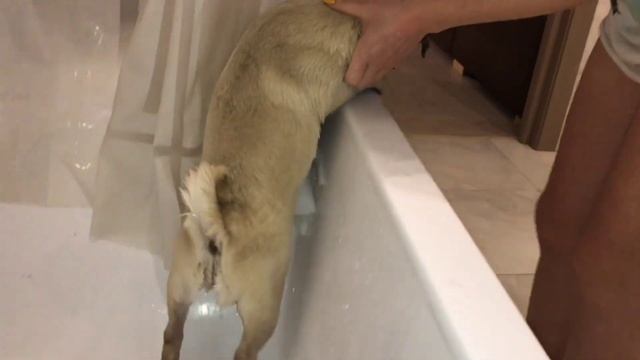 СПА ПРОЦЕДУРЫ ДЛЯ МОПСА БУСИ. КУПАЕМ МОПСА. смотреть онлайн