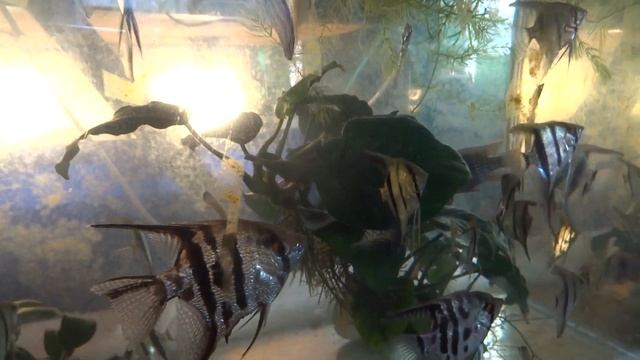 блог аквариумиста.рыборазводня в городе.много рыбы растения аквариумные цихлиды разные зоомаг.2023 смотреть онлайн