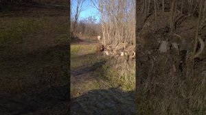 ИЖ-18 Е 12 калибр, тест на кучность.