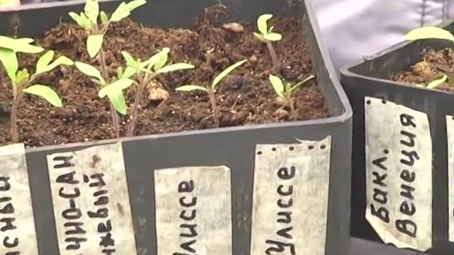 Дачные советы с Галиной Старосельцевой Апрель 15-2020. Рассада. Посев моркови. Семена. смотреть онлайн