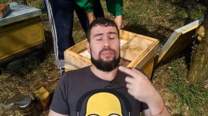 Селекция аборигенных пчел. Вы забудете про БАКФАСТ и КАРНИКУ