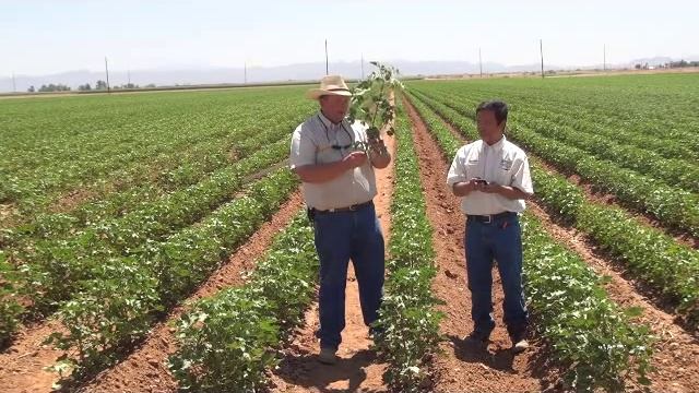 Estimating the Vegetative/Reproductive Balance in Cotton - I. Height to Node Ratio смотреть онлайн