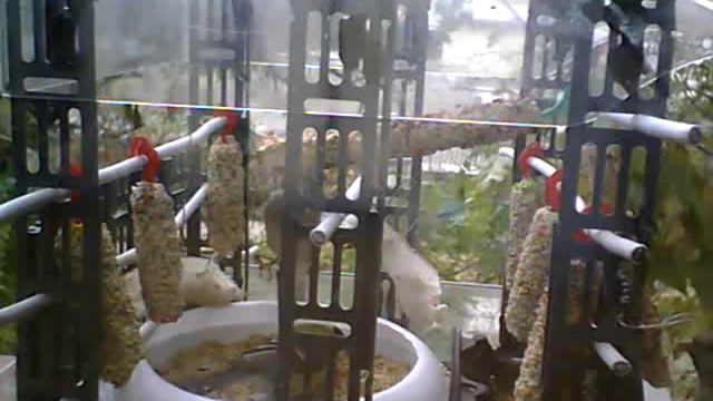 Пташки: Синичка та сало смотреть онлайн