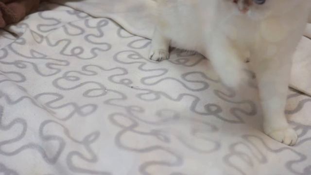 50 ФАКТОВ О МОИХ КОШКАХ смотреть онлайн