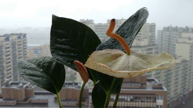 Anthurium Scherzerianum Amaretti | Антуриум Шерцера Амаретти | растение  Мужское счастье |
