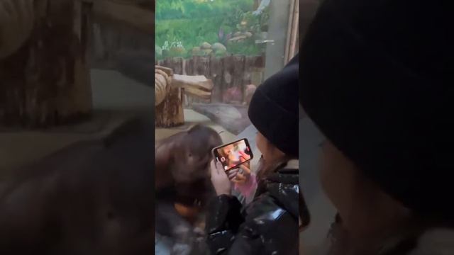 Калининградский зоопарк, 🦧 орангутанг Оли смотреть онлайн