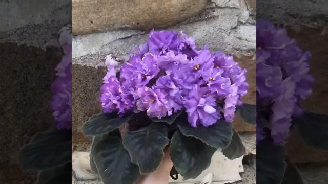 Короткий обзор фиалки : Dn-Fleur . красивая фиалка . смотрите описание. смотреть онлайн